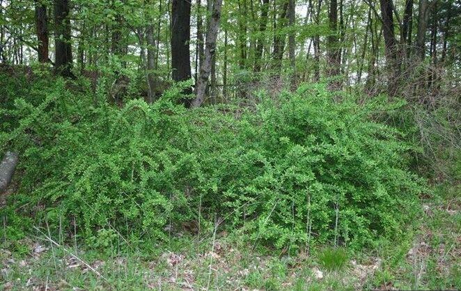 Invasives 2.jpg